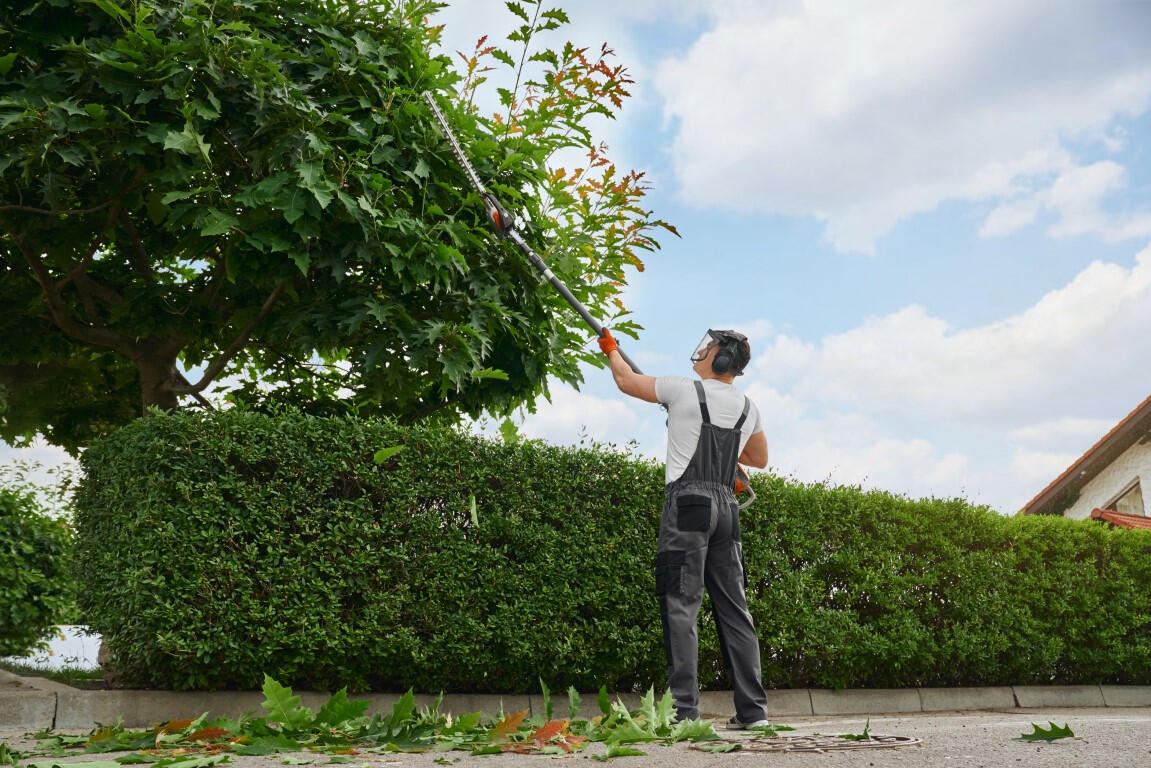 tree trimming and pruning