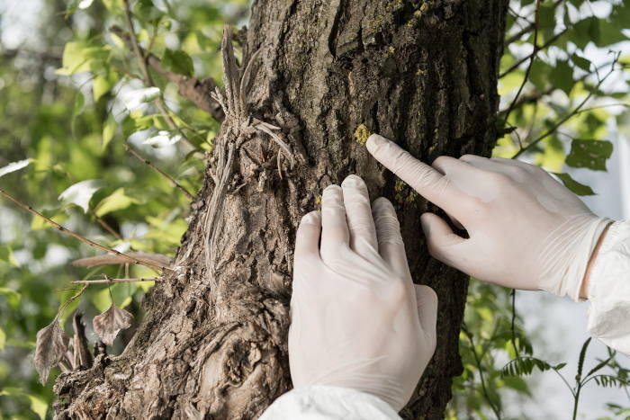 tree inspection service tree inspection service