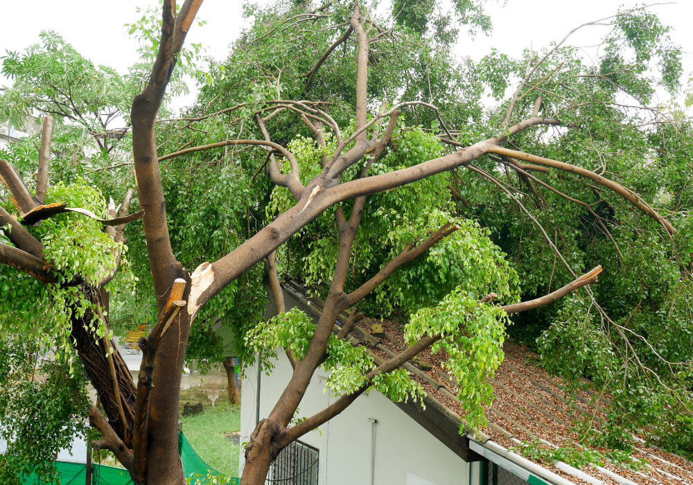 emergency tree service emergency tree service