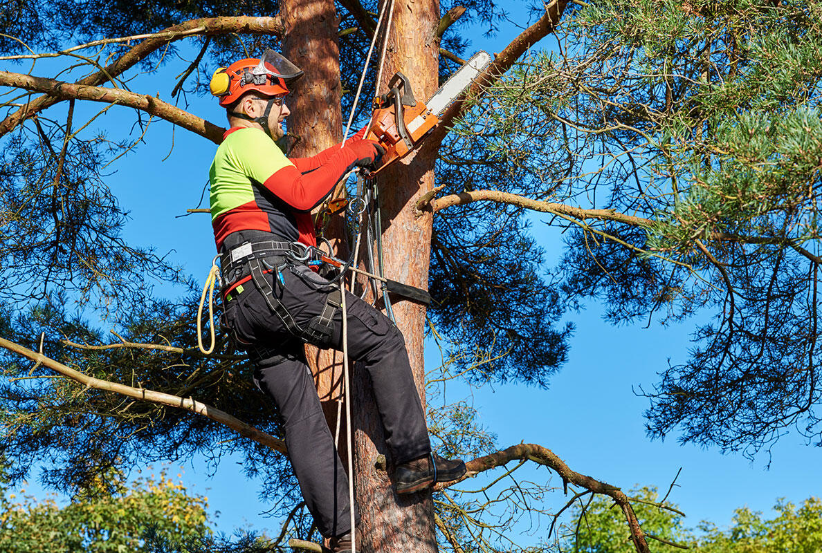 arborist tree service arborist tree service